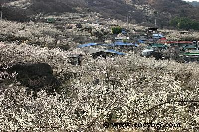 광양 매화마을 모습