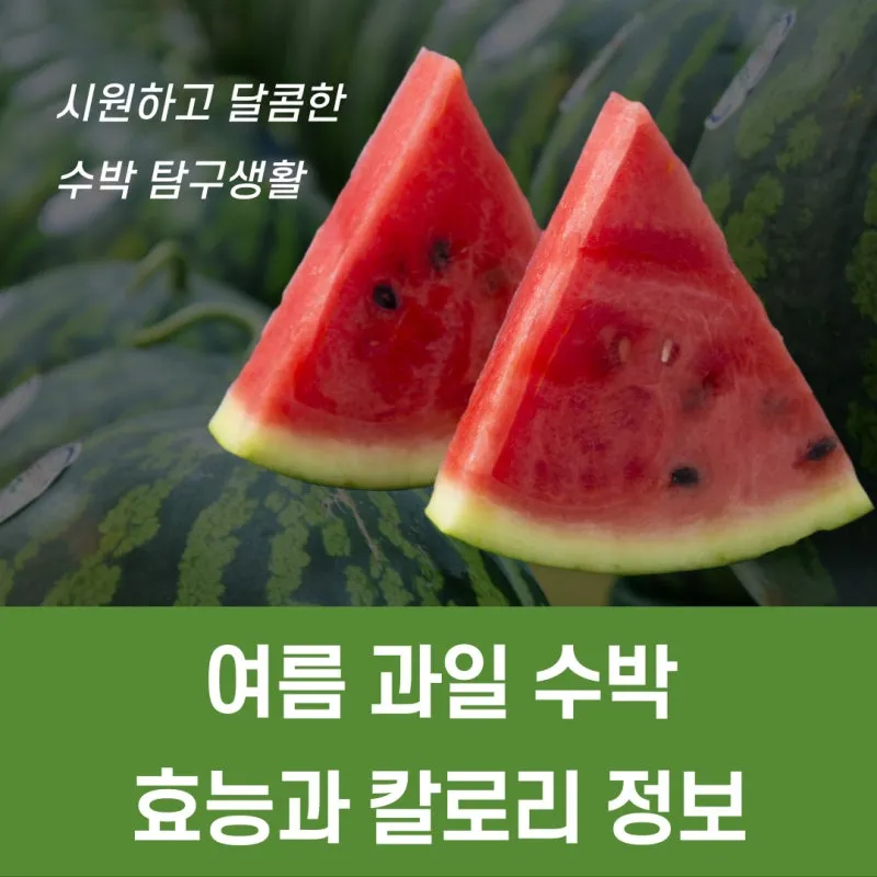 수박 효능_8