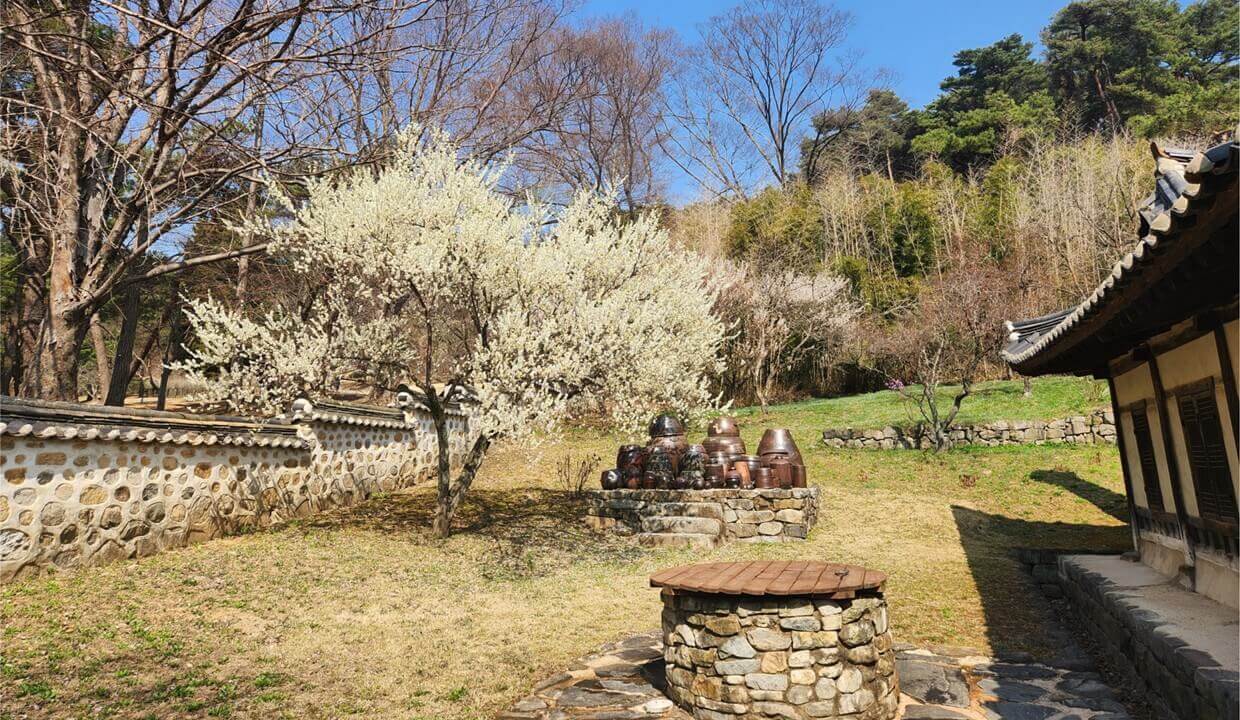 아산 현충사 고택 마당 한편, 세월의 흔적이 느껴지는 장독대 옆으로 흐드러지게 핀 하얀 벚꽃이 어우러진 정겨운 봄날 풍경