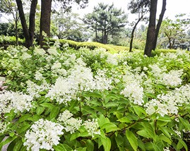 수국축제