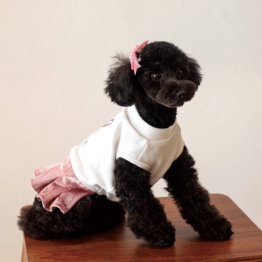 단일모견종 푸들