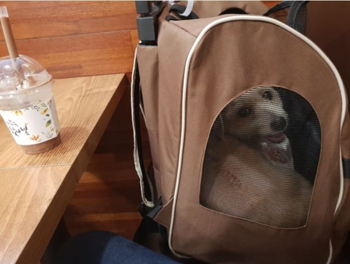 강아지가-케이지안에-들어가-있는-사진