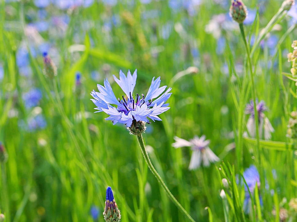 수원 탑동시민농장