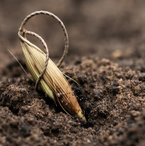야생 귀리의 씨앗