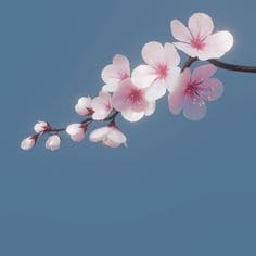 벚꽃