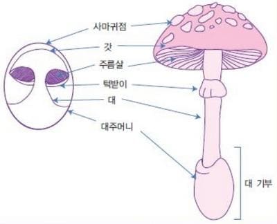 버섯구조