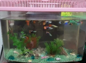 구피 키우기와 건강하게 번식시키는 팁_3