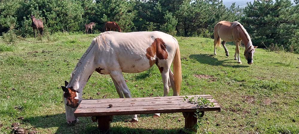 거린오름+곶자왈말보호구조센터