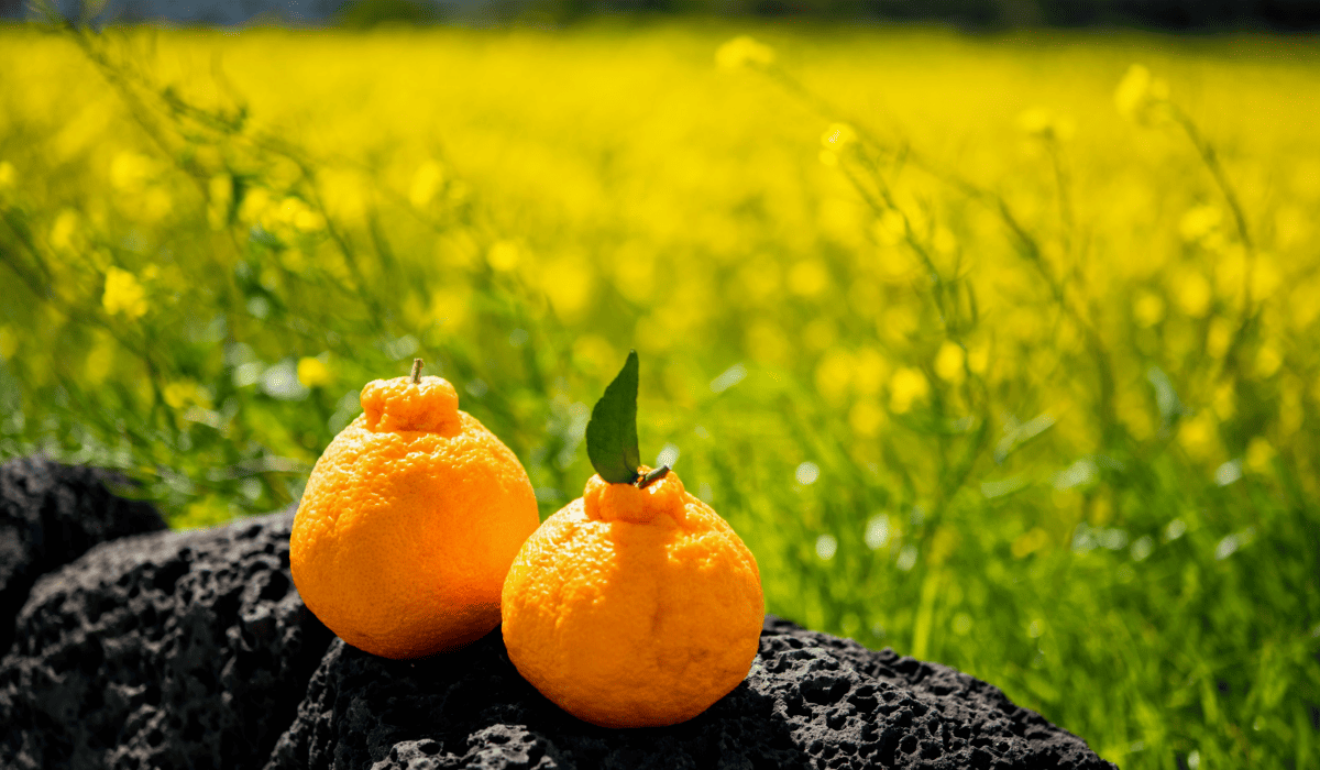 제주_땡처리_항공권_3