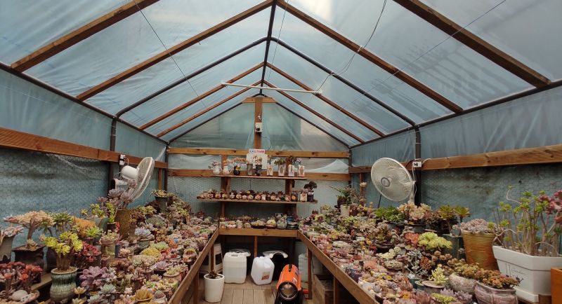 온실에 다육이 화분이 가득한 모습