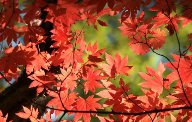 2025 가을 경상도 단풍 명소 산행 추천 ❘ 주왕산&middot;가야산&middot;팔공산 절정 시기