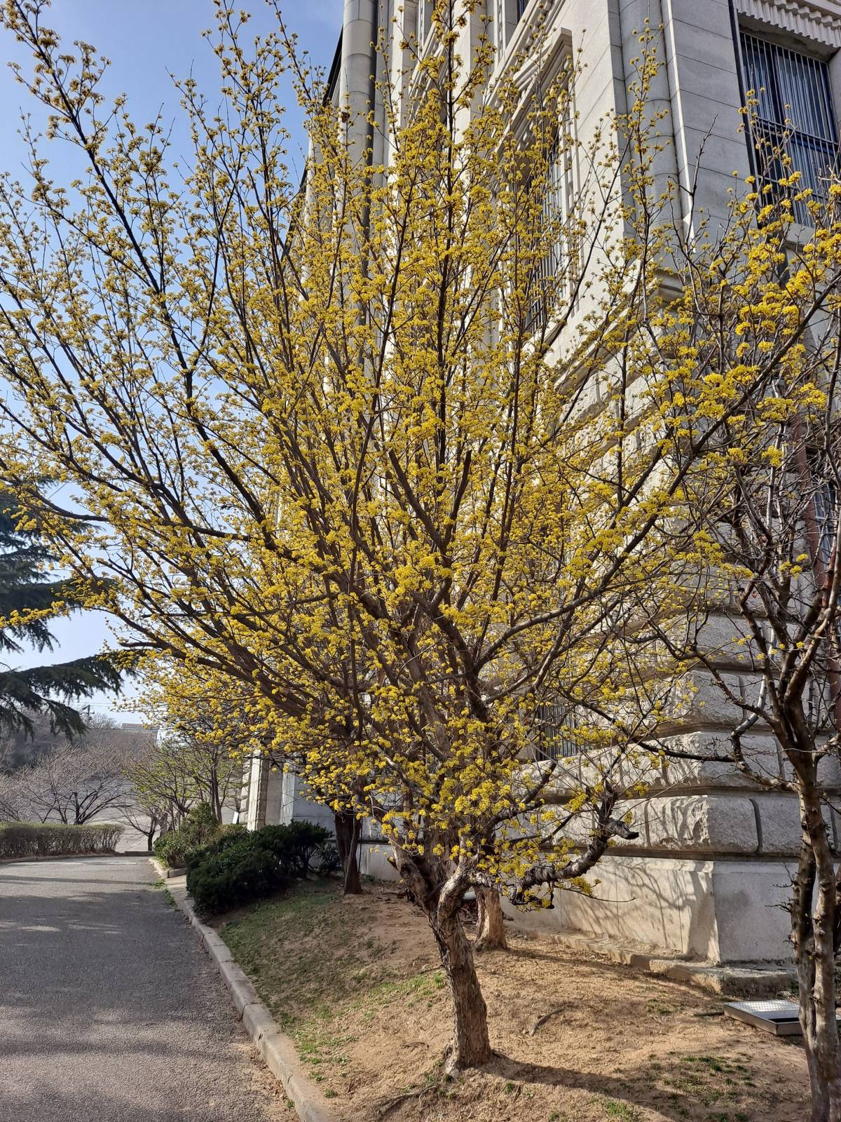 성리관 옆 생강나무