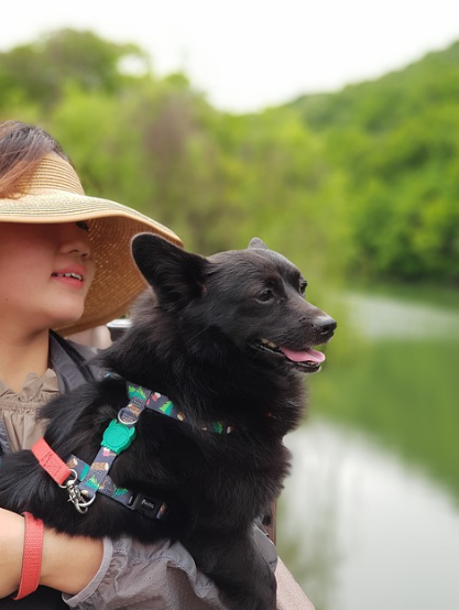 반려견과 함께 더 행복한 시간 만들기: 첫 만남, 산책 예절, 그리고 노령견 케어