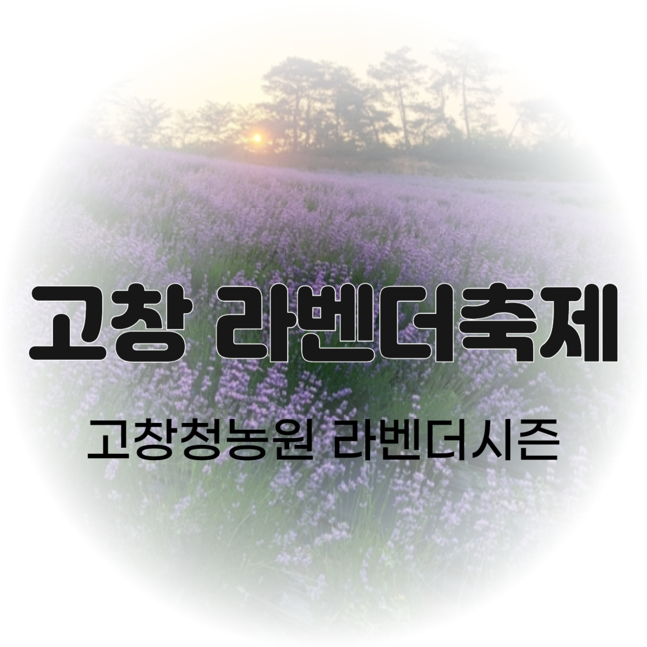고창 라벤더축제 6월 꽃축제 고창청농원 라벤더시즌 정보(+주차, 반려견동반)