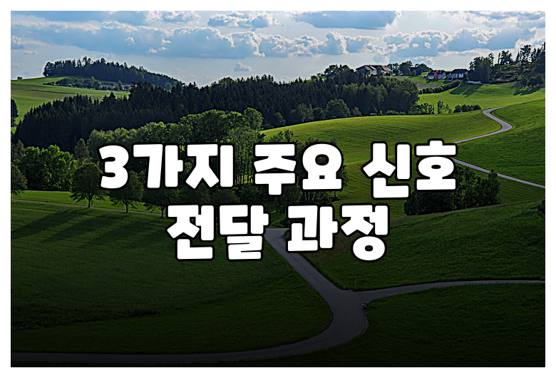 3가지 주요 신호 전달 과정