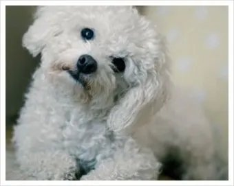 강아지 고개 갸우뚱 이유 의미 뜻_9