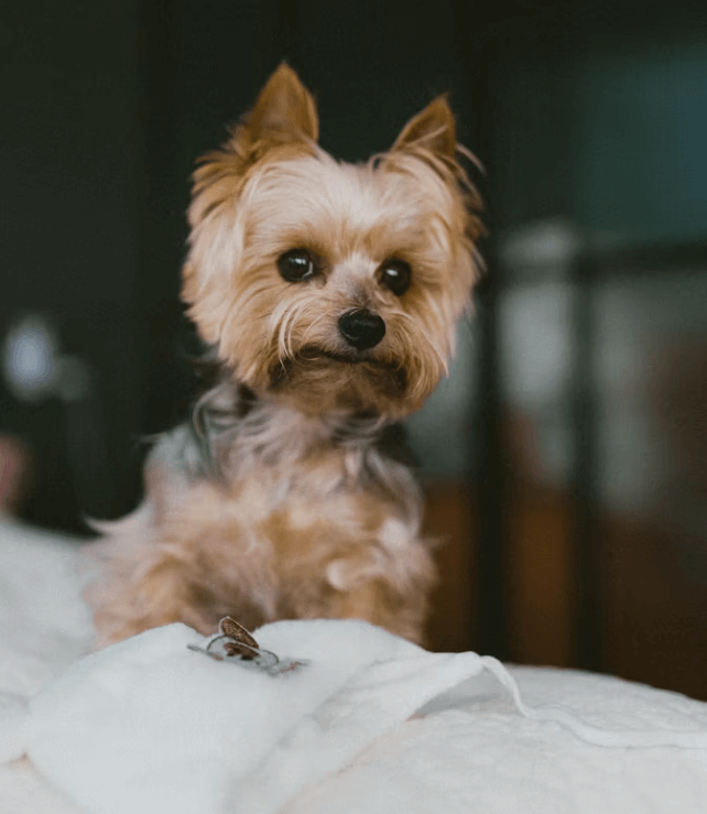 펫보험 비교: 가입 전 필수 체크리스트 5가지