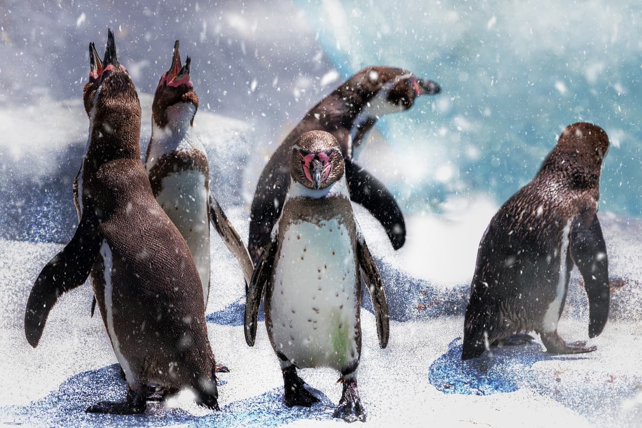 남극 펭귄 무리 간 DNA 다양성과 해양경로 이동 상관 분석