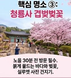 사천 벚꽃