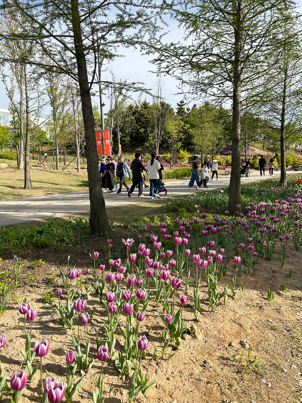 서울식물원 봄나들이 봄꽃축제
