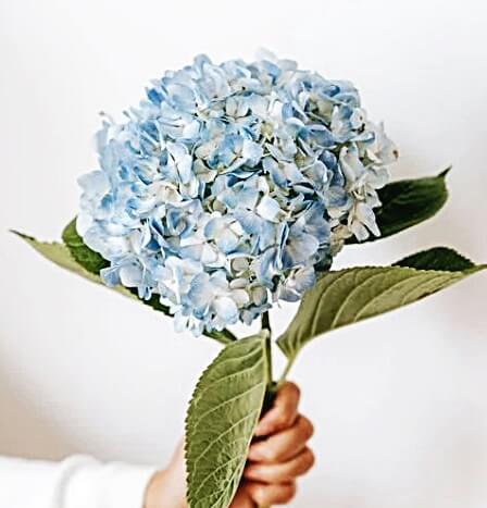 파란-수국-들고-있는-모습