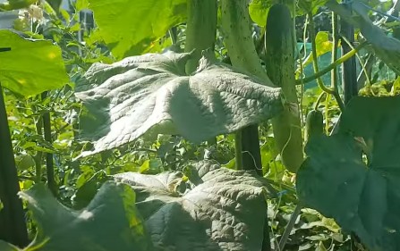 오이농사 재배방법 키우기 - 오이 물주기, 오이심는시기, 오이심는간격