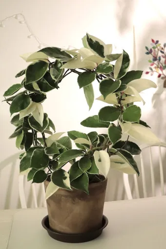 호야 키우기 꽃피우기 번식법 알고 물주기_13