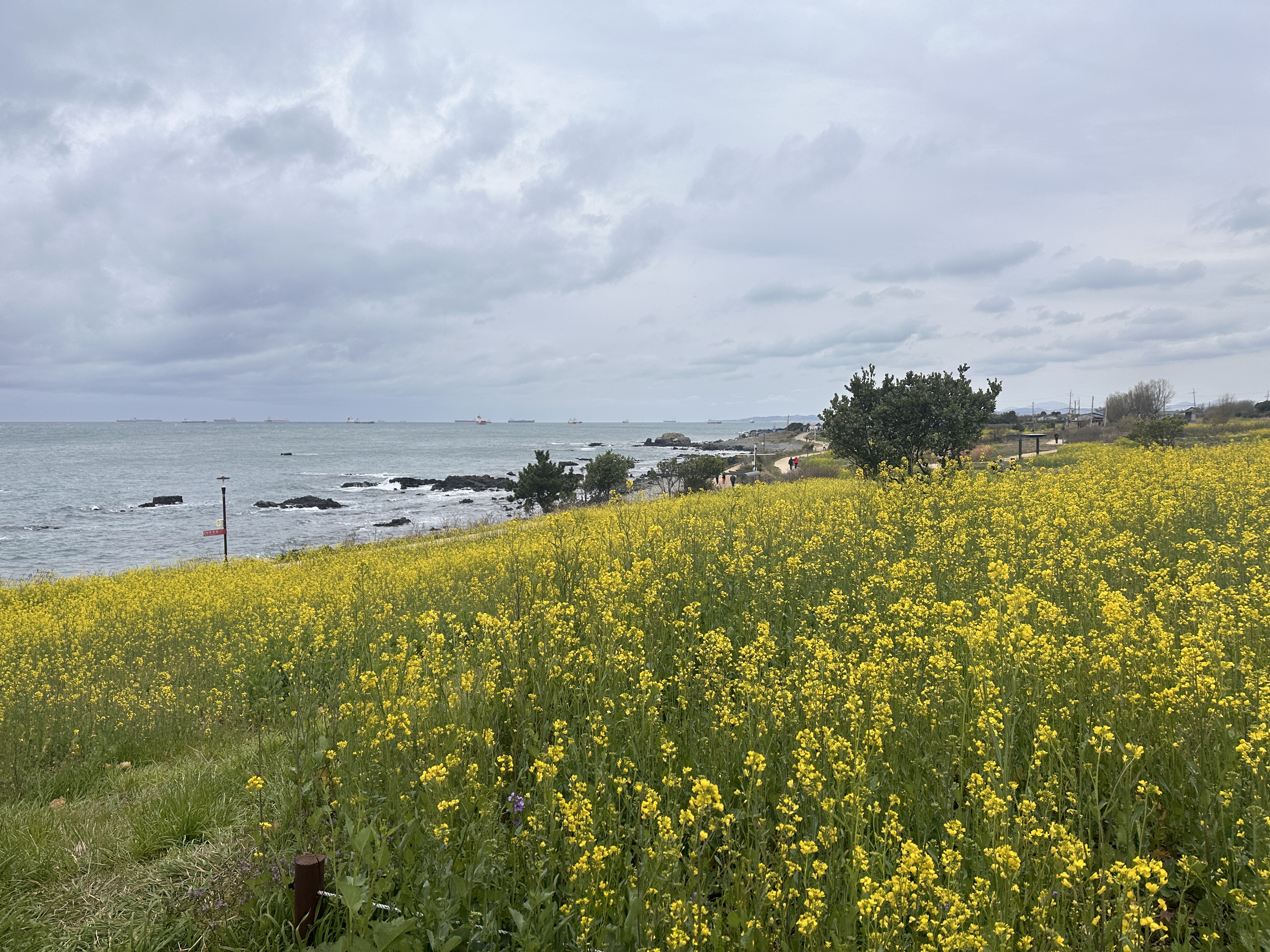 봄꽃 명소 관련 사진