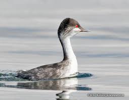 후닌 호수 수생식물 감소가 후닌 논병아리 번식지에 미치는 영향