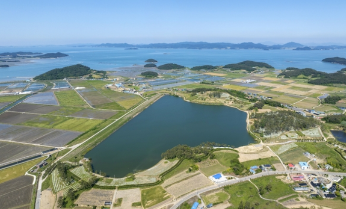 장산도 샤스타데이지 2