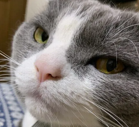 고양이 결막염의 증상과 치료, 예방 방법