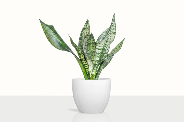 2024 식물보호산업기사 시험일정 및 하는 일, 취업, 연봉, 기출문제 총정리