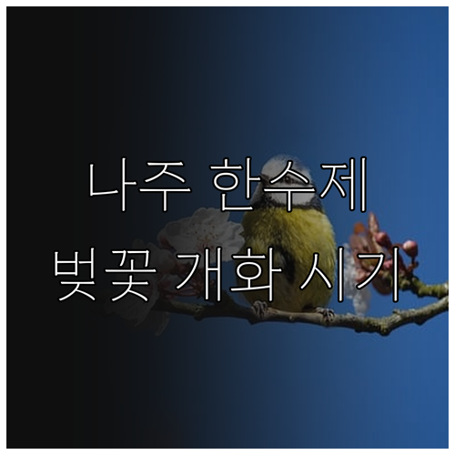 나주 한수제 벚꽃 길 개화 시기 명소..