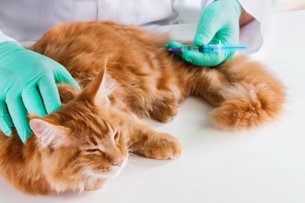 병원에서 주사 맞고 있는 고양이.