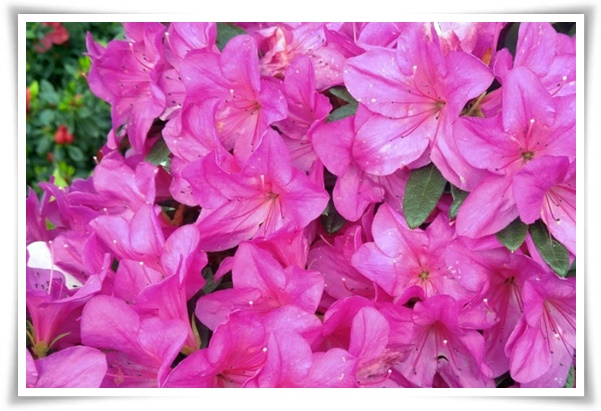 "영산홍" 봄날을 물들이는 활짝 핀 주홍빛 유혹의 매혹적인 꽃!