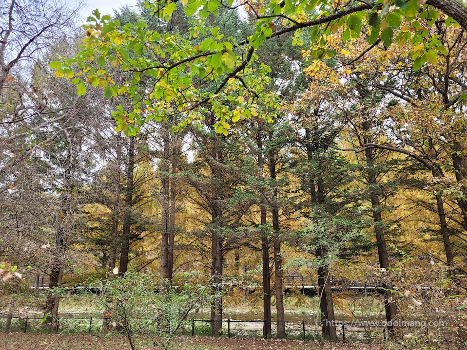 가을이 깊어가는 국립수목원