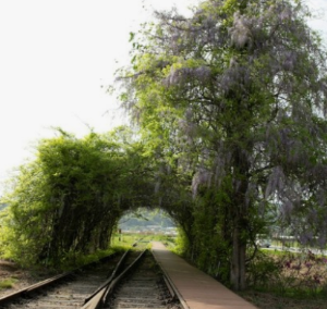 6월 전국 등나무꽃 명소 TOP 5