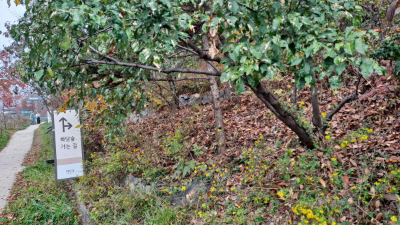 단풍명소_화담숲