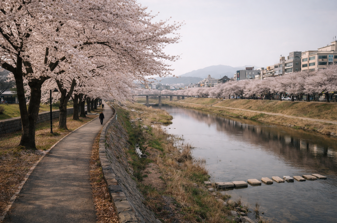 정읍천 벚꽃길의 강변 산책로와 벚꽃나무, 잔잔한 물가 분위기가 함께 보이는 모습