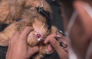 강아지/출처:어도비스톡