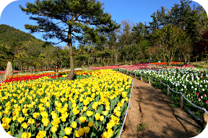 하늘빛수목정원 봄꽃 &amp; 튤립축제 이미지 출처: 하늘빛 수목정원 홈페이지