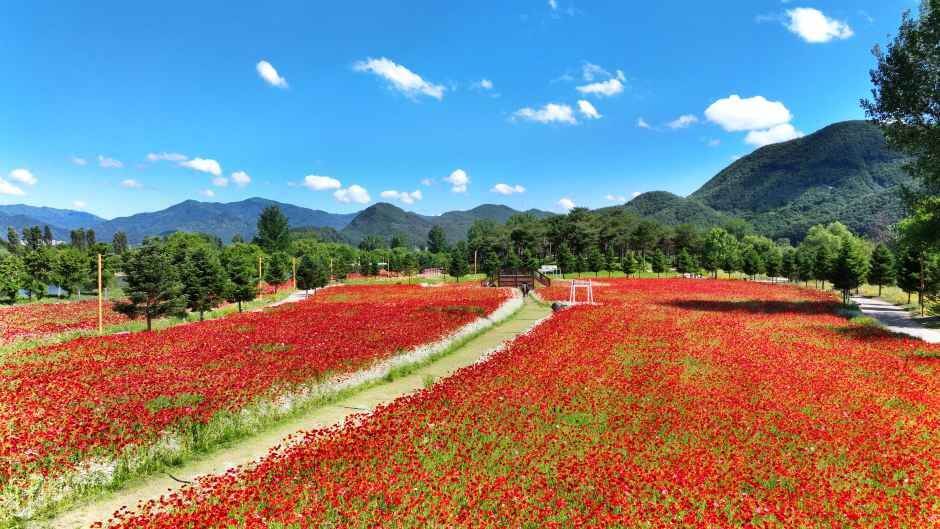 Colorful Garden 자라섬 꽃 페스타