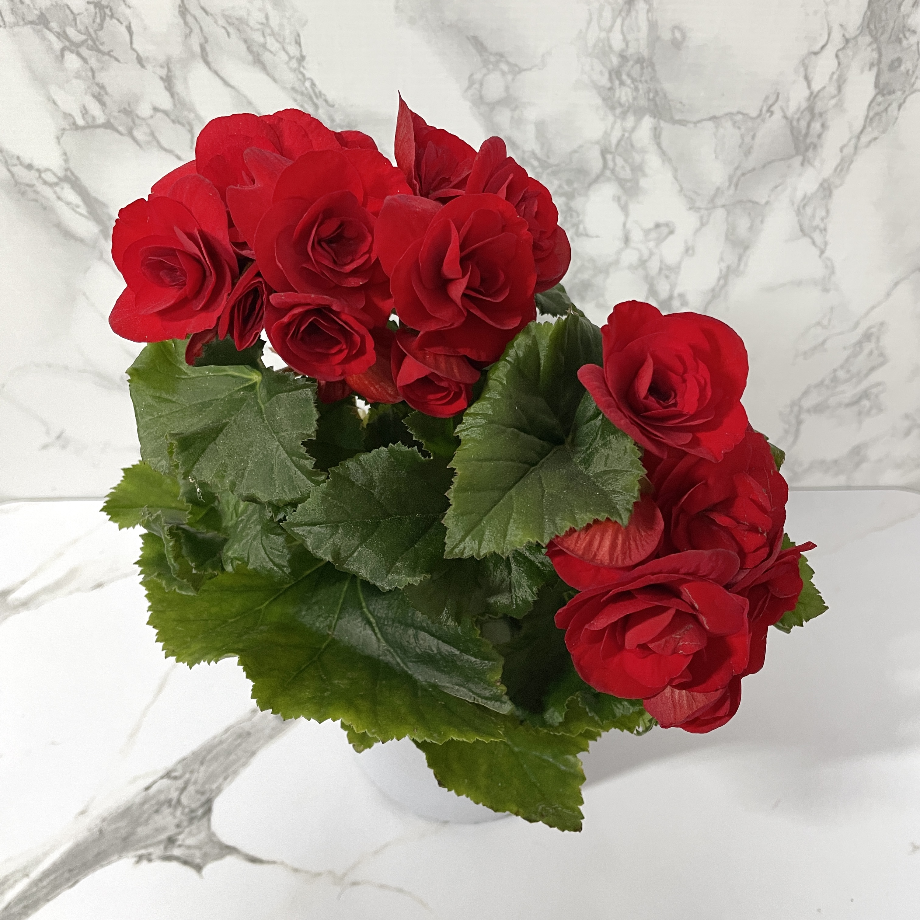 베고니아 키우는 법, 물주기, 햇빛, 관리방법