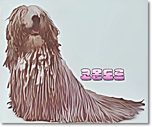 안녕soni
사역견 코몬도르