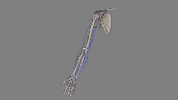 오십견 증상 치료 방법 운동 법 및 치료 스트레칭 에 좋은 원인 주사 동결견 유착성 관절낭염