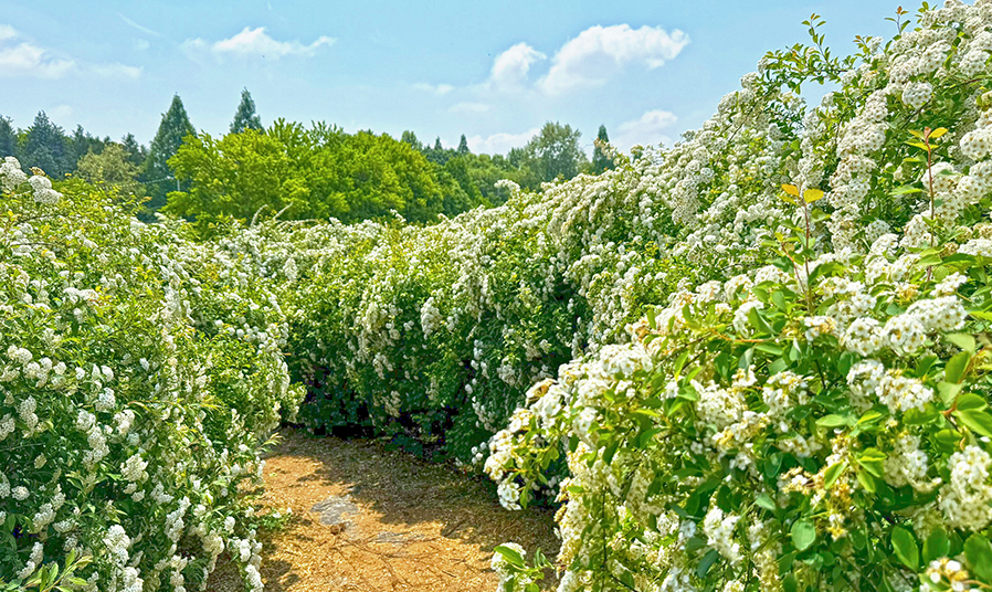 전주수목원 조팝나무