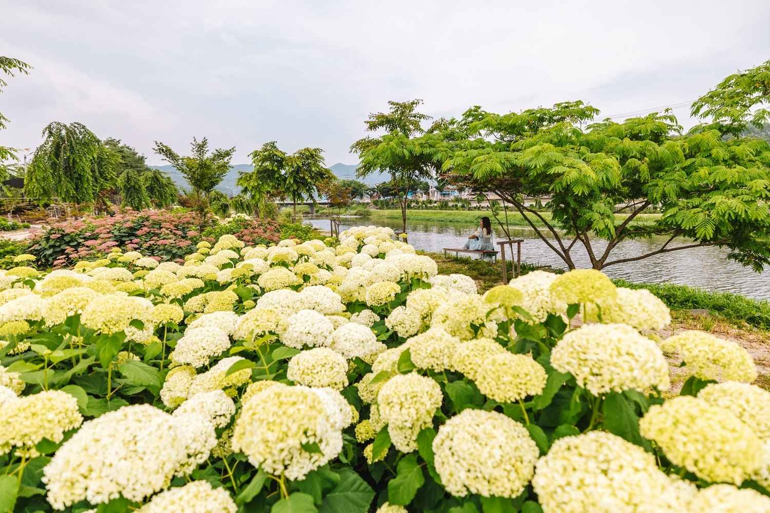 공주 유구 수국축제