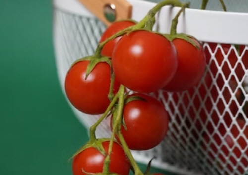 스테비아 방울토마토