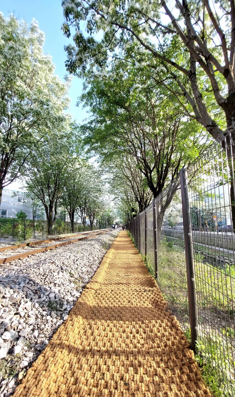 이팝나무 꽃터널