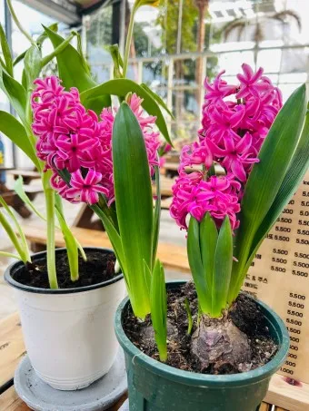 히아신스 꽃말 키우는법 꽃이 지고난 후 수경재배_19